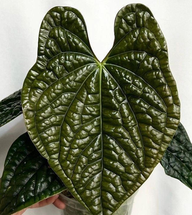 Anthurium Luxurians: Origin, Care and Propagation